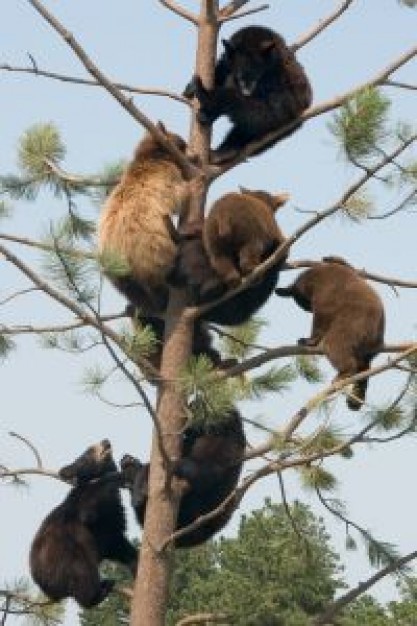 Spain bear Bob Costas country climbing tree about forest tree and animal