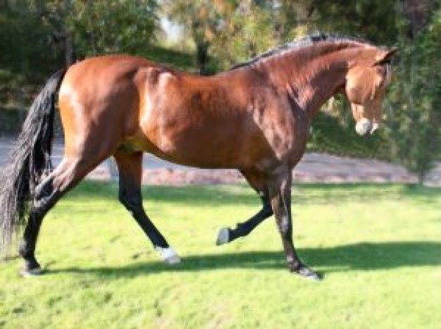 Spain horses running Andalucia about farm animal life