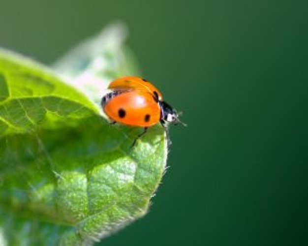 Spain lady Costa del Sol bug about Ireland Malaga insect