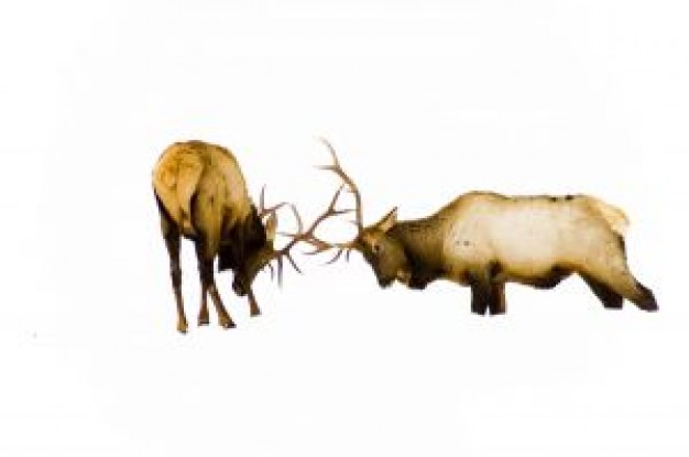 sparring elks fighting with buckhorn