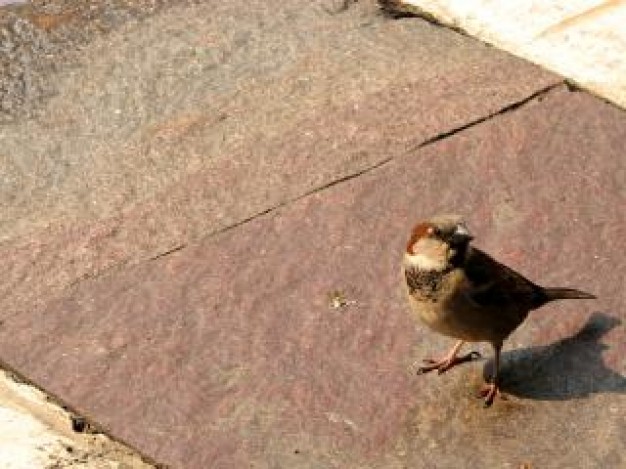 sparrow wing looking back on stone surface