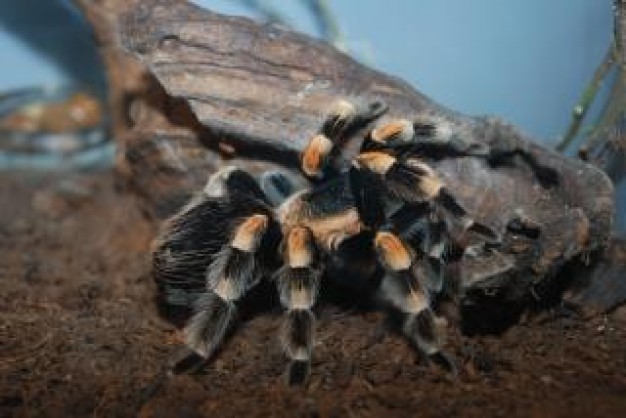 Spider Arachnid creepy about Biology Arthropoda
