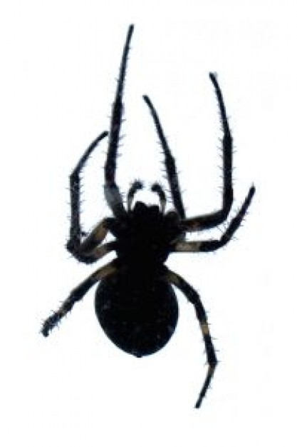 Spider Biology about Flora and Fauna Animalia Arthropoda Arachnida London