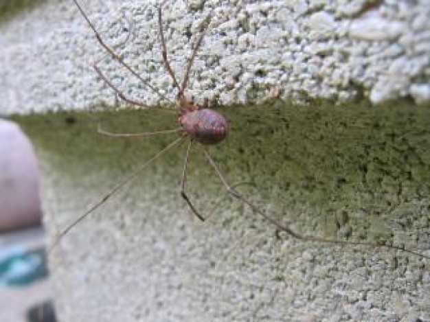 spider daddy with long legs walking