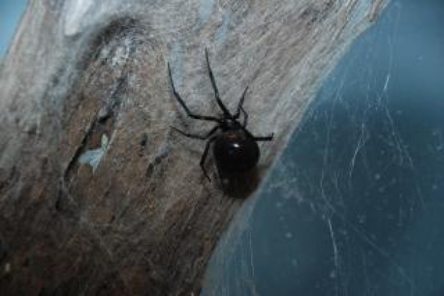 spider hairy crawling on stone