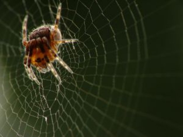 Spider Peru and his web about insect life close-up