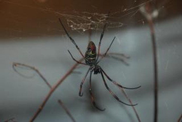 spider petweb with white and brown background