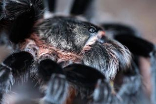 spider wildlife close-up with black feet