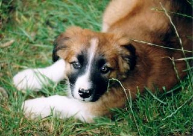 spud dog Potato lying at grass about animal life