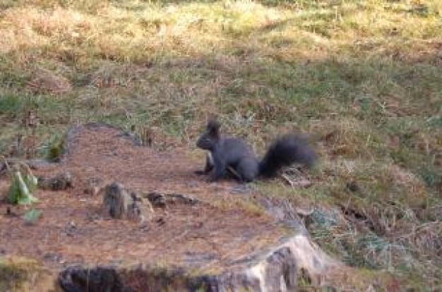 Squirrel Eastern gray squirrel about grassland life