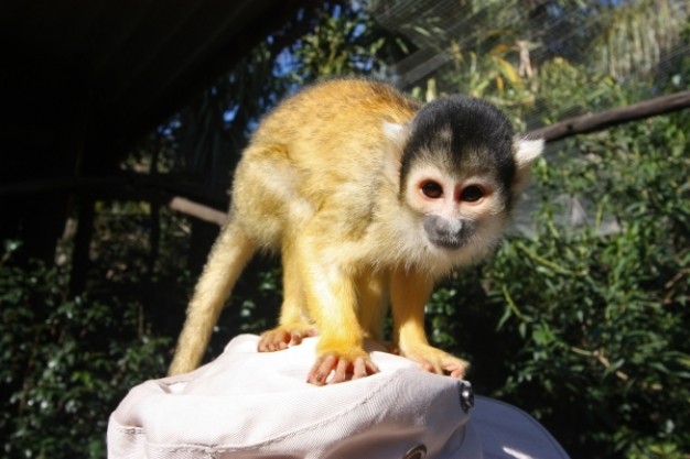 squirrel monkey watching out at top of stone with trees at back