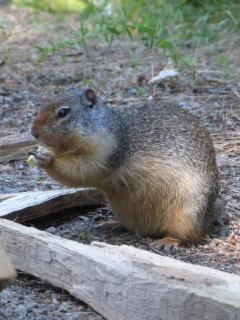 squirrel rodant sitting at grit floor