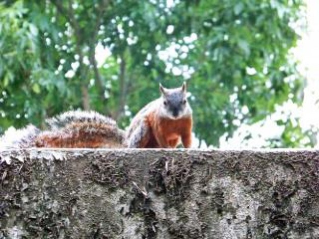 squirrel spring resting at square with green trees at background