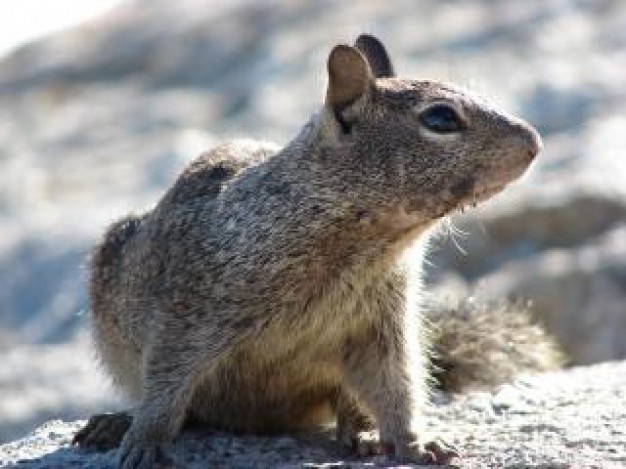 Squirrel watching out fur about animal Recreation