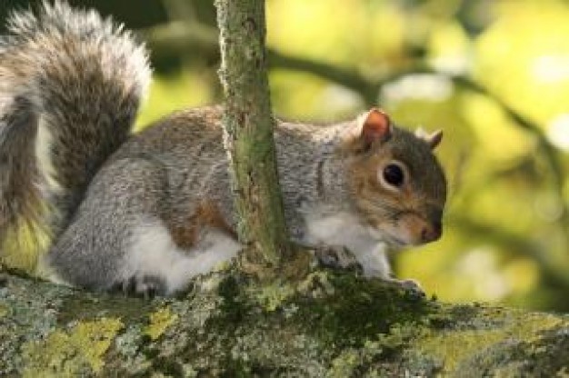 squirrel watching out nature with green background