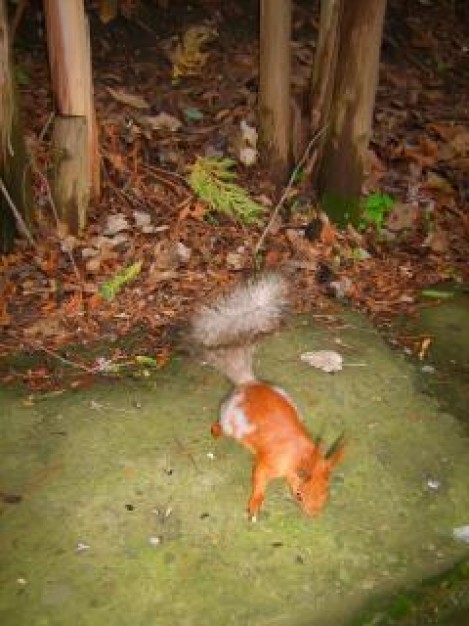 Squirrel Wildlife tail about tree and animal