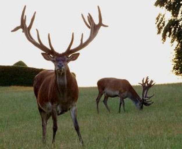 stag deer watching out at grassland