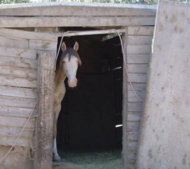 stallion camera shy at side of door