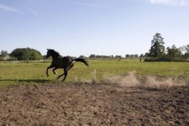 Stallion horse running portrait about Horse gait Ambling