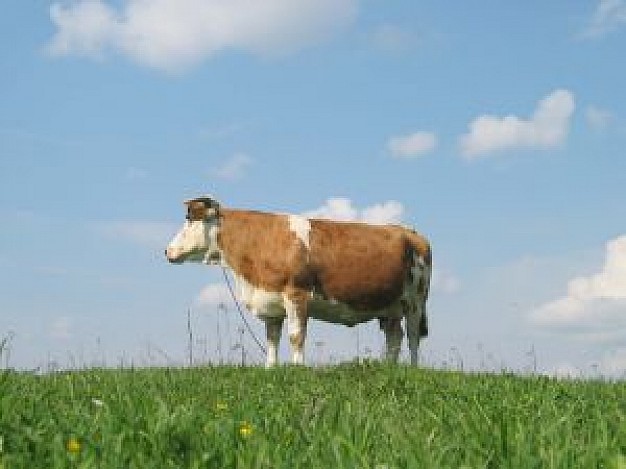 standing cow alone side view and cloudy sky