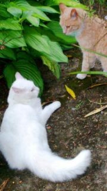 standoff cats fight  with green leaf at back