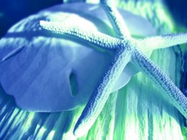 starfish and seashell with blue light