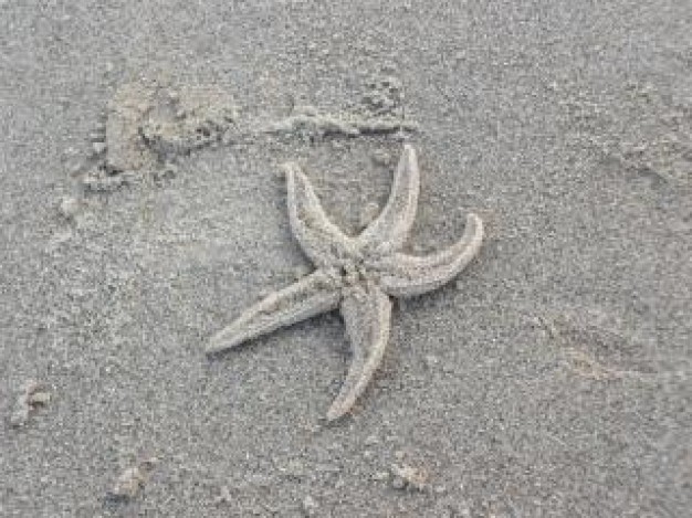 starfish on beach