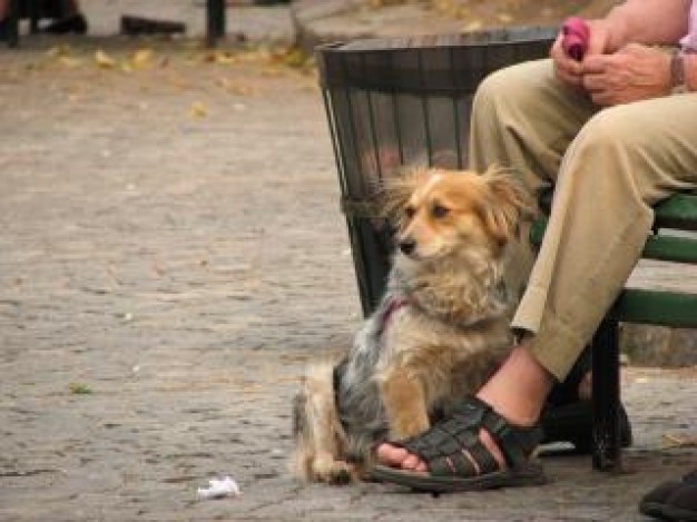 staring dog park and man leg with earth floor