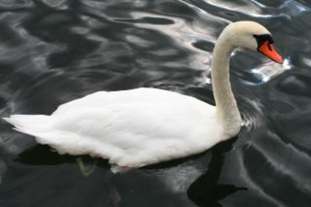 stockholm swan swimming over dark water