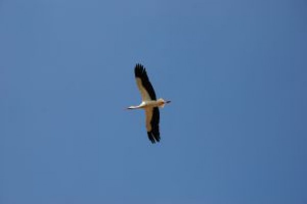 Stork Spain about Africa Bird Asia White Stork Bird migration