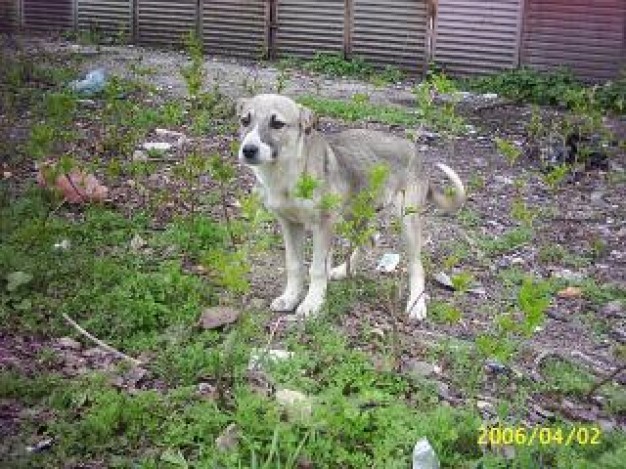 street dog standing at Garden with green grass