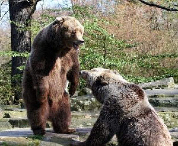 stress bear fighting in forest