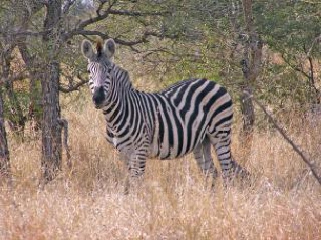 stripes zebra animal watching out in grass trees at back