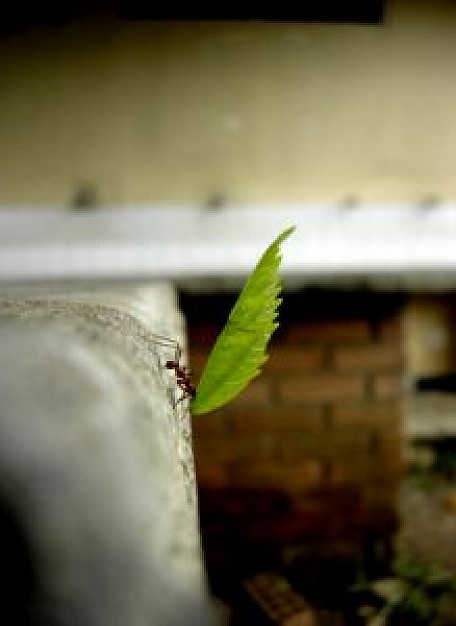 strong ant carry leaf that showing small power