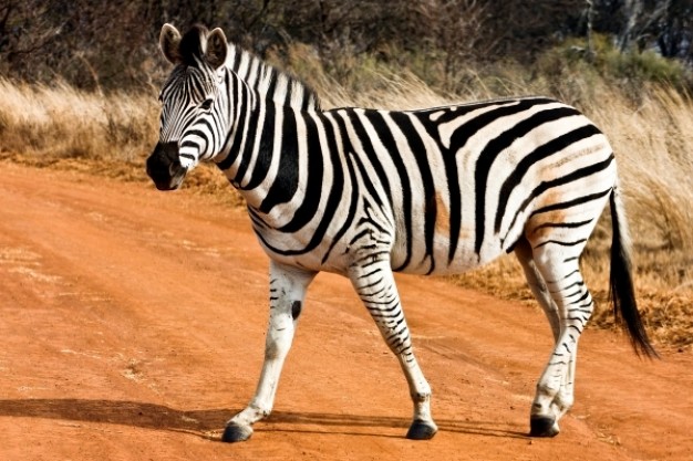 strutting zebra walking across yellow  road