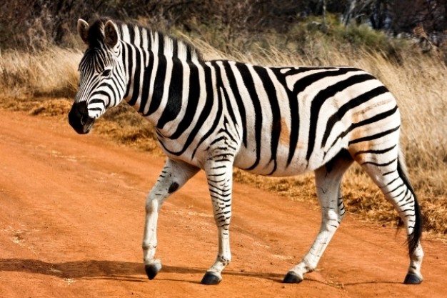 strutting zebra walking at yellow earth road