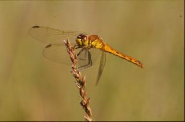 Style of life dragonfly Polarization insectl close-up wings about brown background