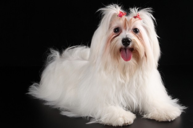 stylish pets dog feature with black background