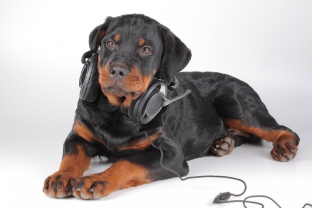 stylish snout canine rottweiler with Headphone