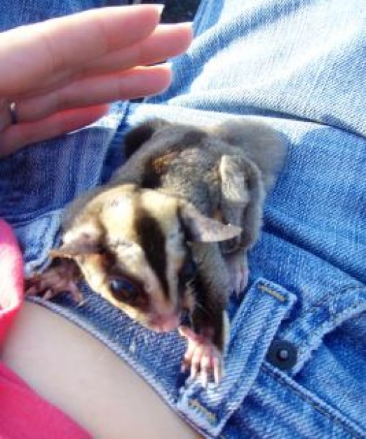 sugar glider in my lap catched by hand