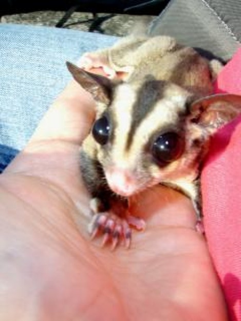 Sugar glider sugar Pet glider in hand about animal Recreation