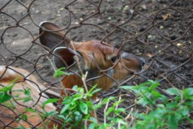 Surabaya deer watching out at surabaya zoo about wild life