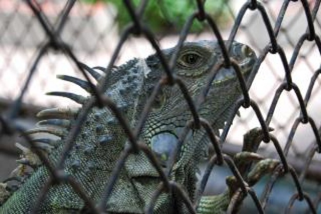 Surabaya lizard East at surabaya zoo dragon about wild zoo