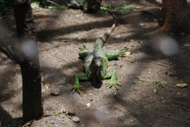 Surabaya lizard Indonesia at surabaya zoo animal about forest animal