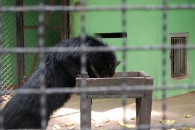 surabaya zoo eating in cage