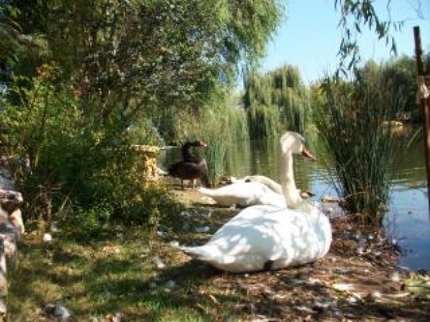 swan animal resting at lake side