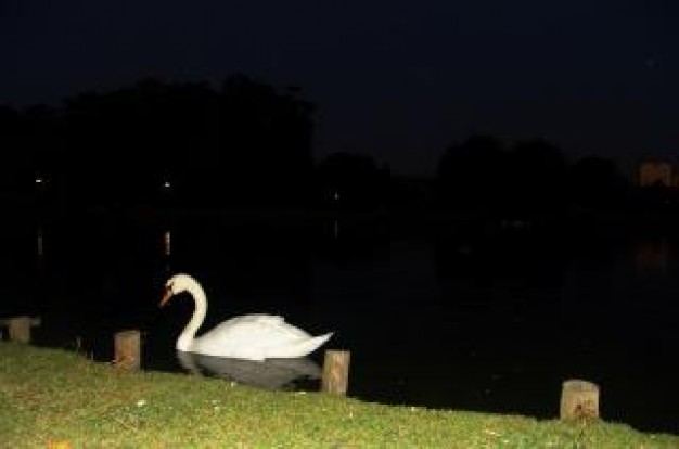 swan at side of lake at night