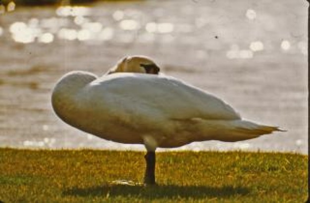 swan bird resting at side of river