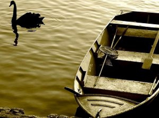 swan swimming beside the boat on the river