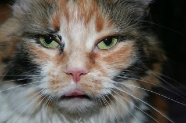 sweet Pet cat about animal close-up
